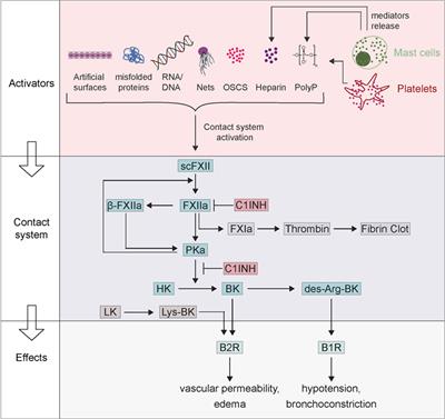 Factor XII-Driven Inflammatory Reactions with Implications for Anaphylaxis